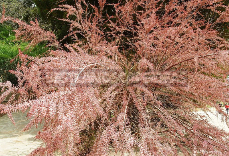 Trees and Shrubs With Openwork Crown to Decorate the Garden