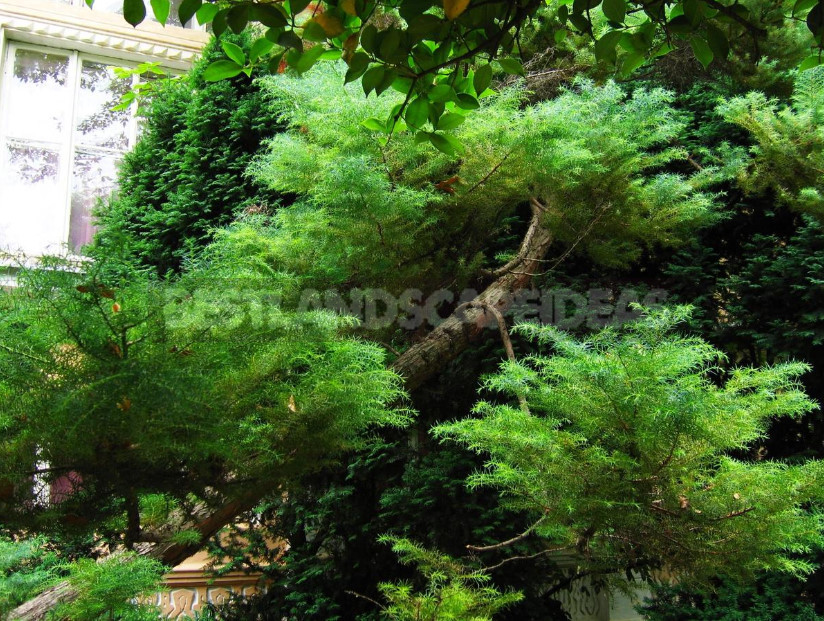 Trees and Shrubs With Openwork Crown to Decorate the Garden