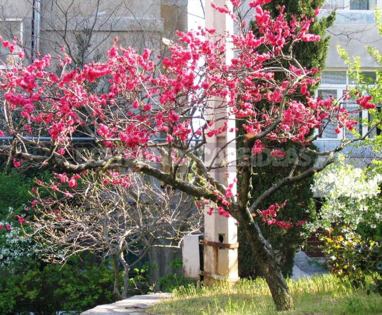 Trees and Shrubs With Openwork Crown to Decorate the Garden