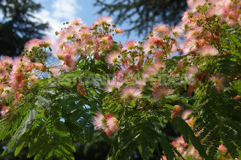 Trees and Shrubs With Openwork Crown to Decorate the Garden