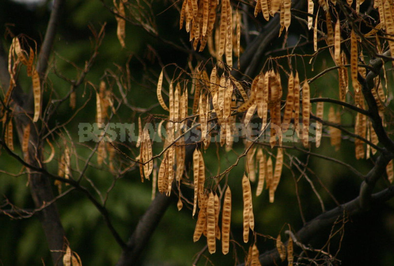 Trees and Shrubs With Openwork Crown to Decorate the Garden