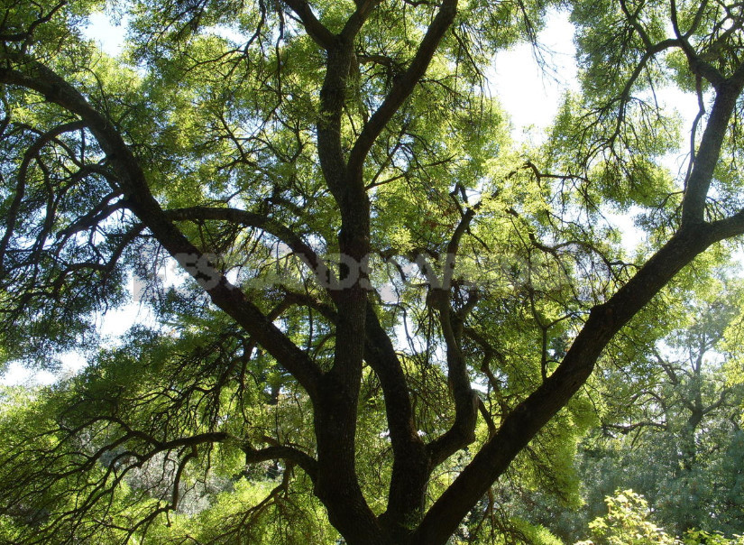 Trees and Shrubs With Openwork Crown to Decorate the Garden