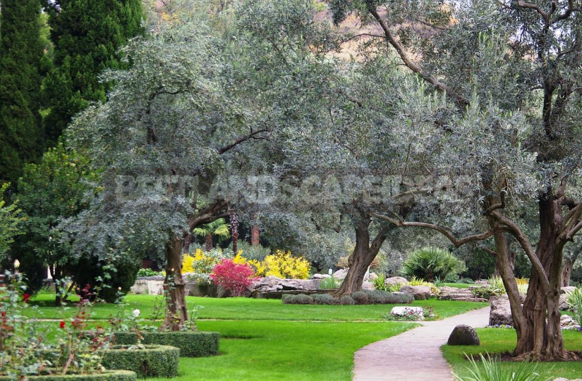 Trees and Shrubs With Openwork Crown to Decorate the Garden