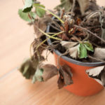 Vertical Wilting of Strawberries and Raspberries: Prevention, Diagnosis and Treatment