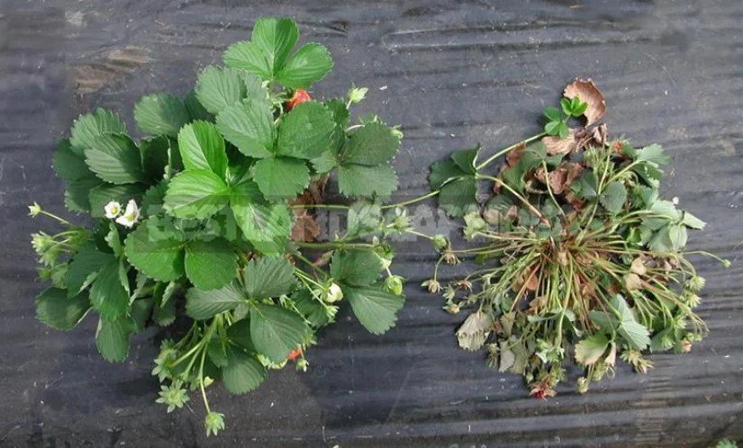 Vertical Wilting of Strawberries and Raspberries: Prevention, Diagnosis and Treatment