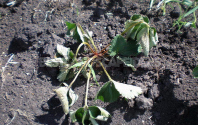 Vertical Wilting of Strawberries and Raspberries: Prevention, Diagnosis and Treatment