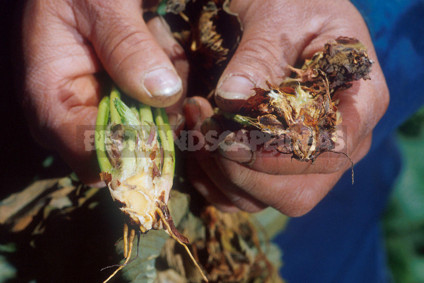 Vertical Wilting of Strawberries and Raspberries: Prevention, Diagnosis and Treatment