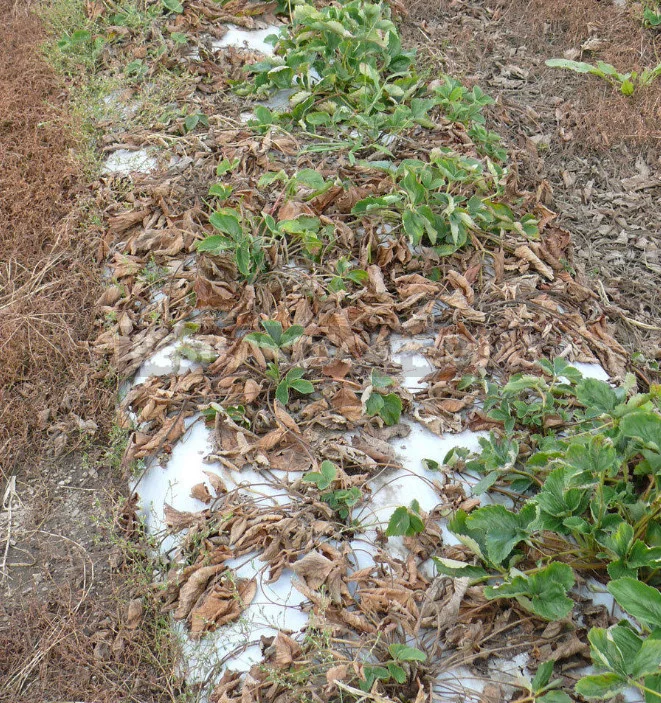 Vertical Wilting of Strawberries and Raspberries: Prevention, Diagnosis and Treatment