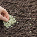 Peas: Sowing Dates. Wintering Peas.