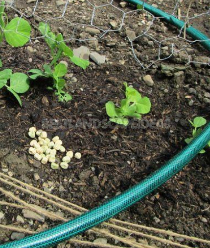Peas: Sowing Dates. Wintering Peas.