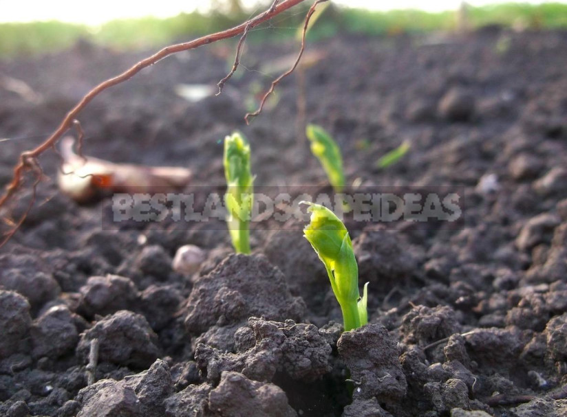 Peas: Sowing Dates. Wintering Peas.