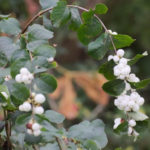 The Snowberry is a Shrub With a Sweet Temper (Part 1)