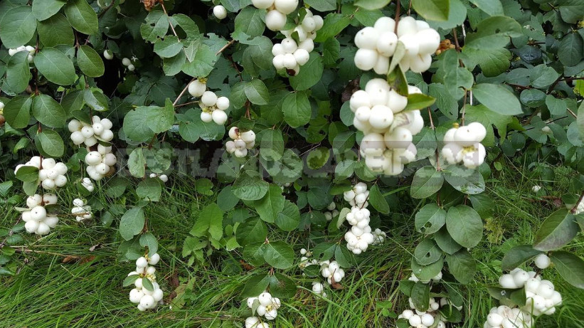 The Snowberry is a Shrub With a Sweet Temper (Part 1)