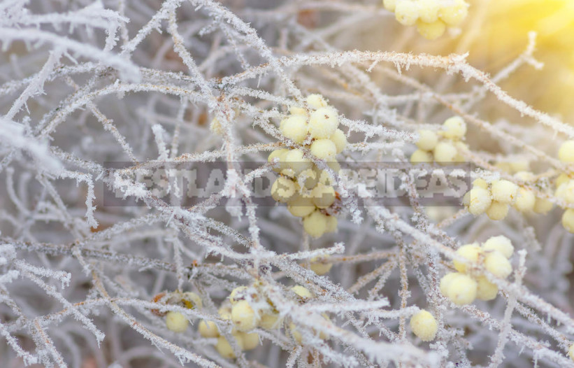 The Snowberry is a Shrub With a Sweet Temper (Part 1)