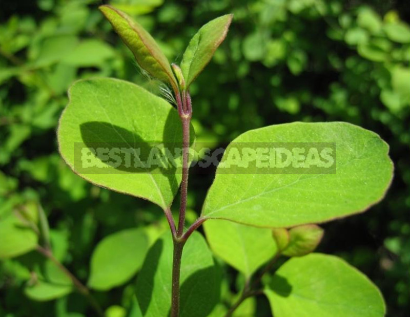 The Snowberry is a Shrub With a Sweet Temper (Part 2)