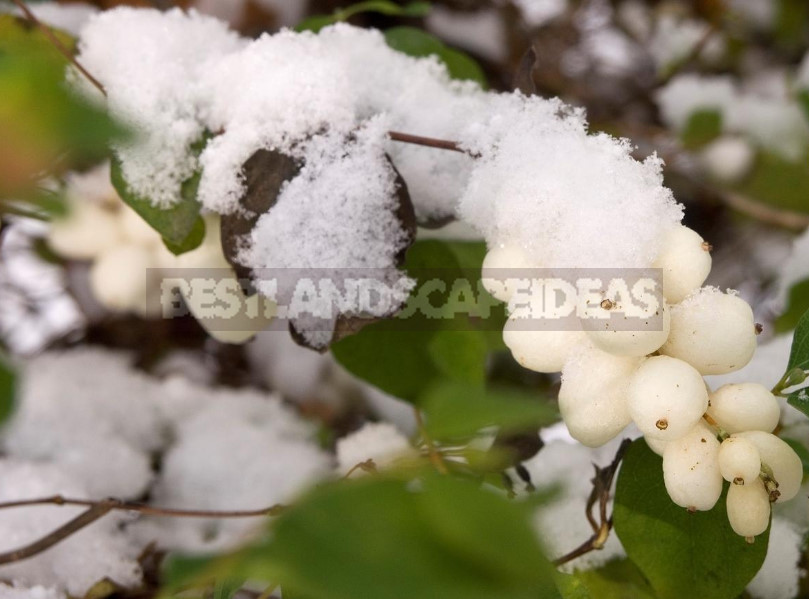 The Snowberry is a Shrub With a Sweet Temper (Part 2)