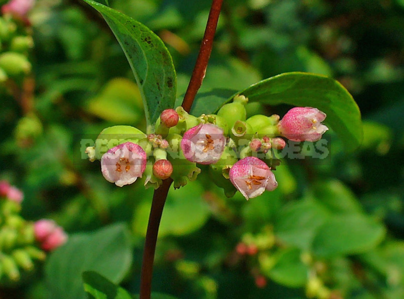 The Snowberry is a Shrub With a Sweet Temper (Part 2)