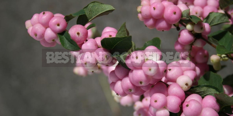 The Snowberry is a Shrub With a Sweet Temper (Part 1)