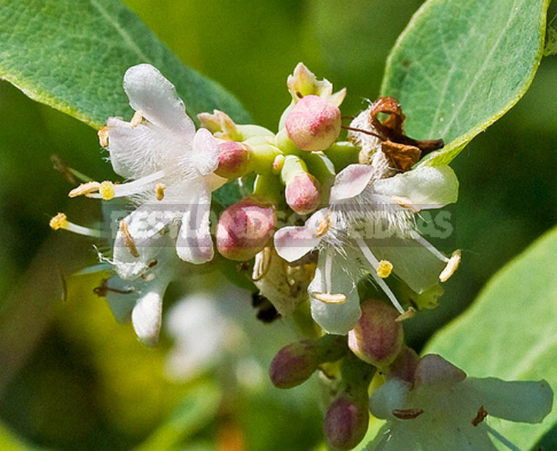 The Snowberry is a Shrub With a Sweet Temper (Part 2)