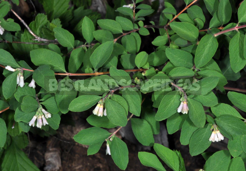 The Snowberry is a Shrub With a Sweet Temper (Part 2)