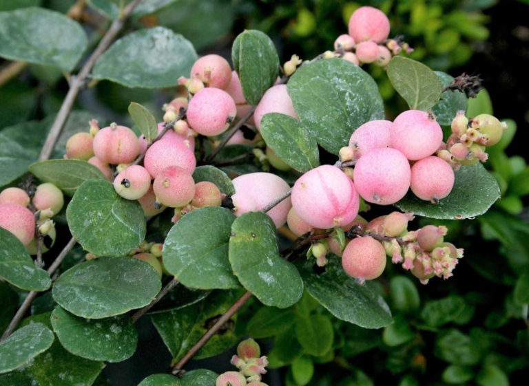 The Snowberry is a Shrub With a Sweet Temper (Part 2) Best Landscape