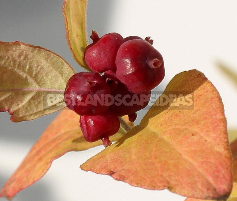 The Snowberry is a Shrub With a Sweet Temper (Part 2)