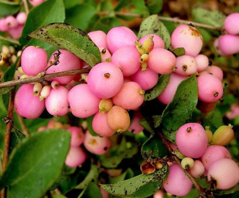 The Snowberry is a Shrub With a Sweet Temper (Part 2) Best Landscape
