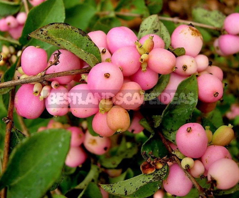 The Snowberry is a Shrub With a Sweet Temper (Part 2)