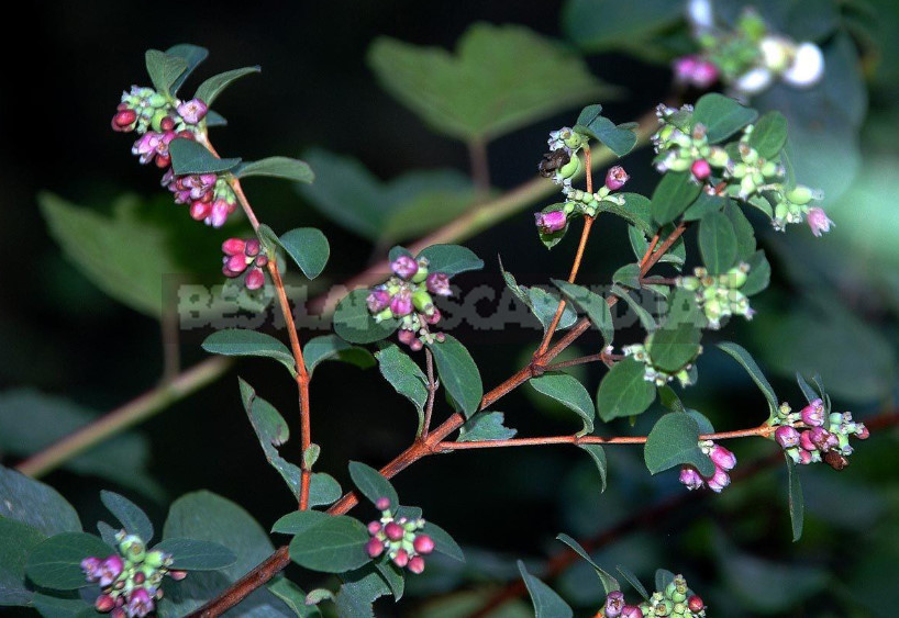 The Snowberry is a Shrub With a Sweet Temper (Part 1)