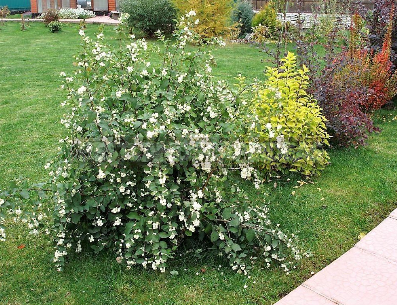 The Snowberry is a Shrub With a Sweet Temper (Part 1)