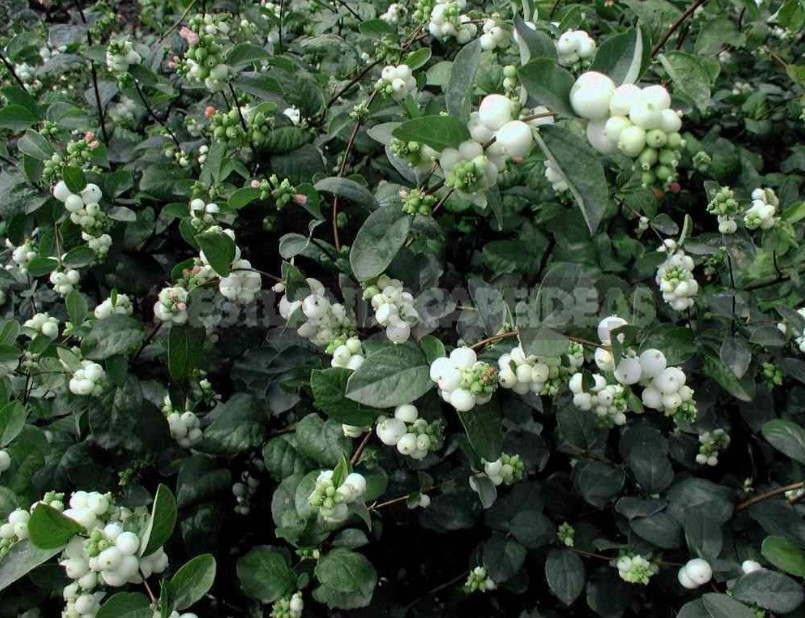 The Snowberry is a Shrub With a Sweet Temper (Part 1)