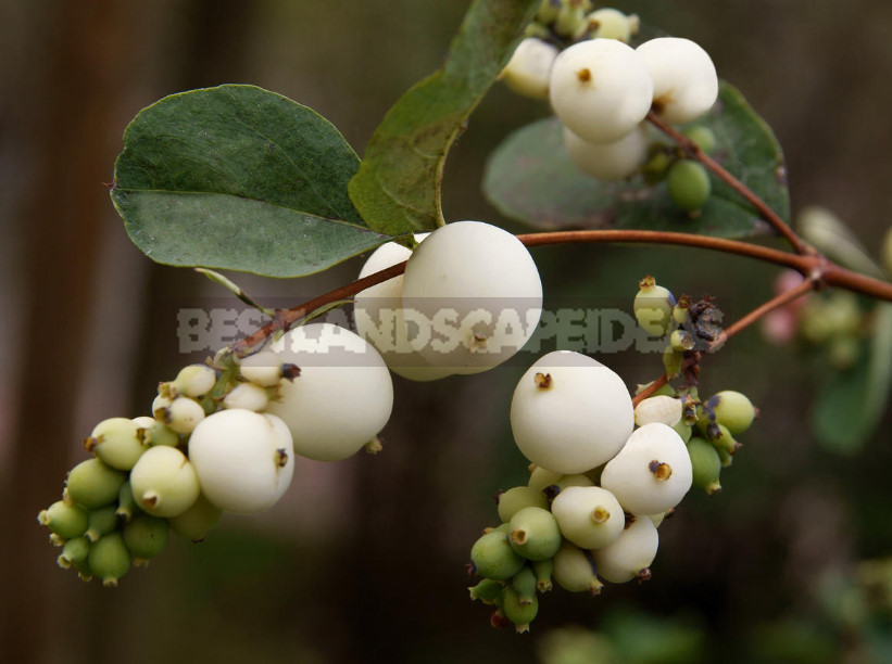 The Snowberry is a Shrub With a Sweet Temper (Part 1)