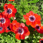 Care for Anemone Coronaria