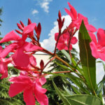 The Poisonous Beauty of Nerium Oleander