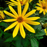 Jerusalem Artichoke: Personal Growing Experience