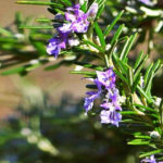 Growing Rosemary in the Open Ground