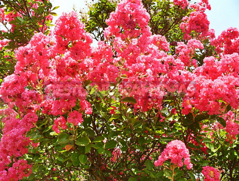 How To Plant And Care For Lagerstroemia Indica