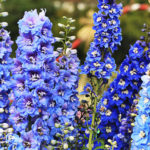 How To Plant And Care For Delphinium