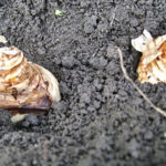 The Main Rules of Autumn Planting Bulbous Plants