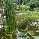Typha Angustifolia and Typha Latifolia are a Wonderful Duo