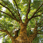Light Handsome European Ash