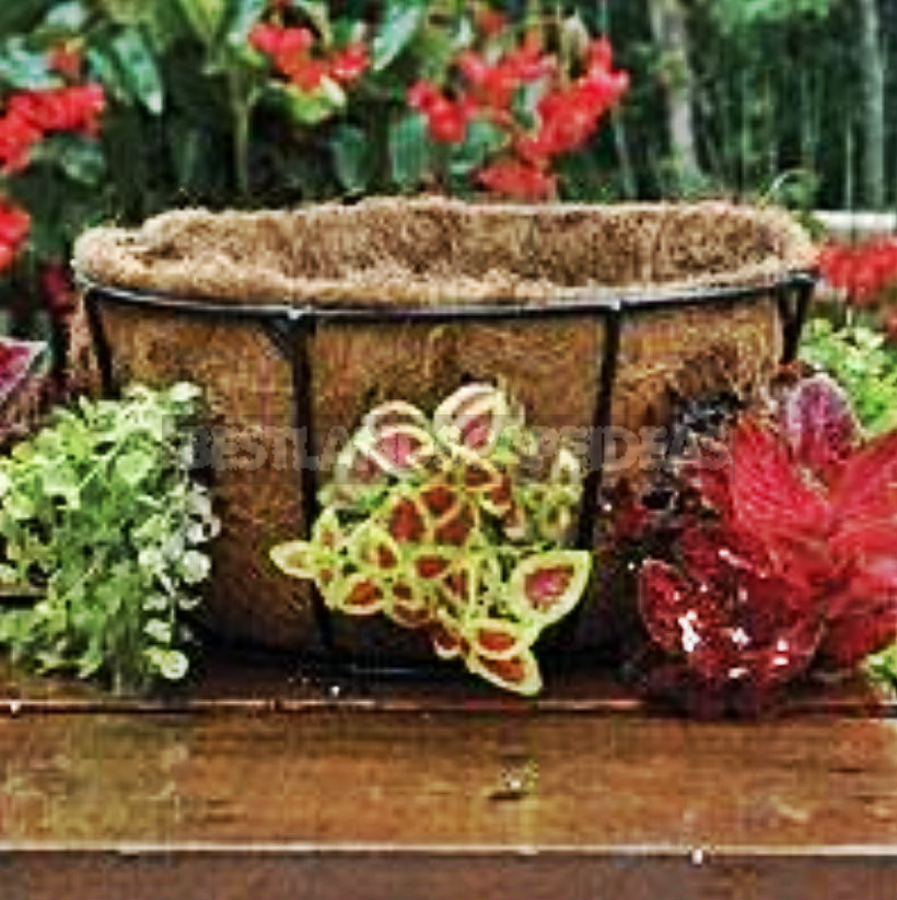Container Garden With Their Hands-It's Easy!