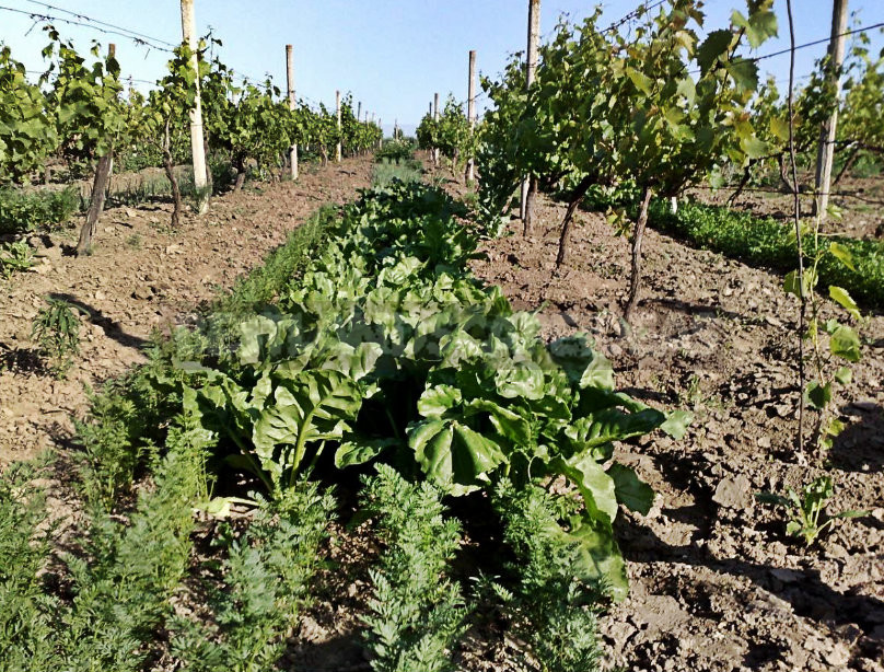 The Natural Perfection of Topsoil