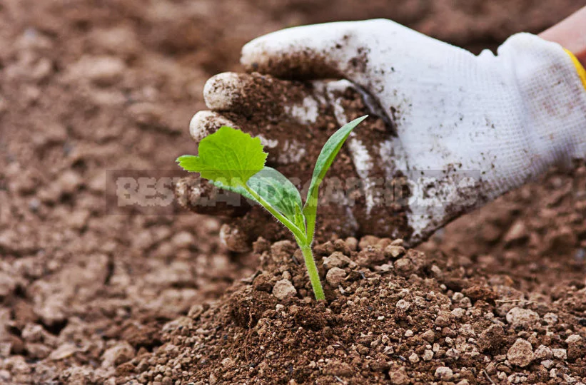 Patisson: Planting, Growing, Caring