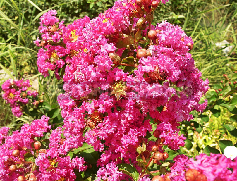 How To Plant And Care For Lagerstroemia Indica