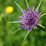 How To Plant And Care For Tragopogon Porrifolius