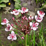 Butomus Umbellatus for Your Pond