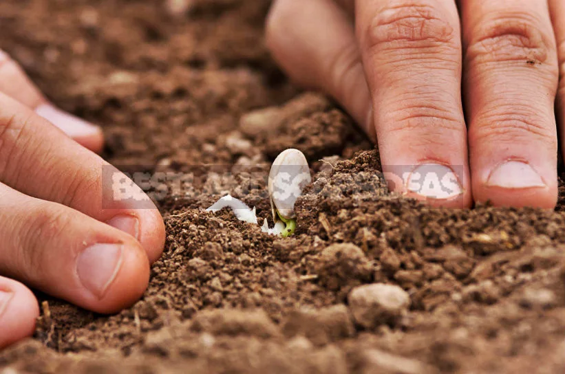 Patisson: Planting, Growing, Caring