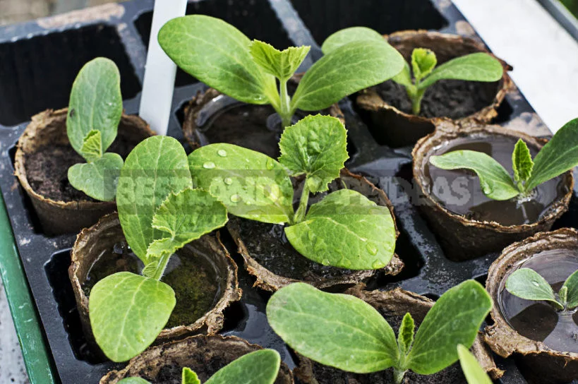 Patisson: Planting, Growing, Caring
