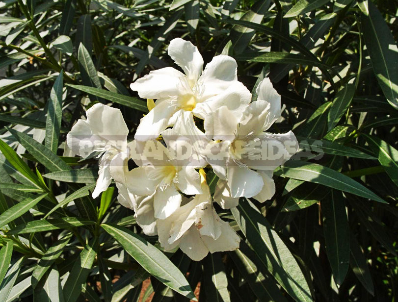 The Poisonous Beauty of Nerium Oleander